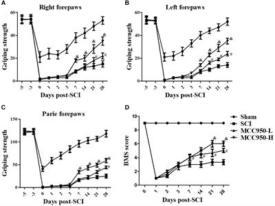 MCC950, a Selective Inhibitor of NLRP3 Inflammasome, Reduces the Inflammatory Response and Improves Neurological Outcomes in Mice Model of Spinal Cord Injury